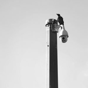 raven, traffic light, bird